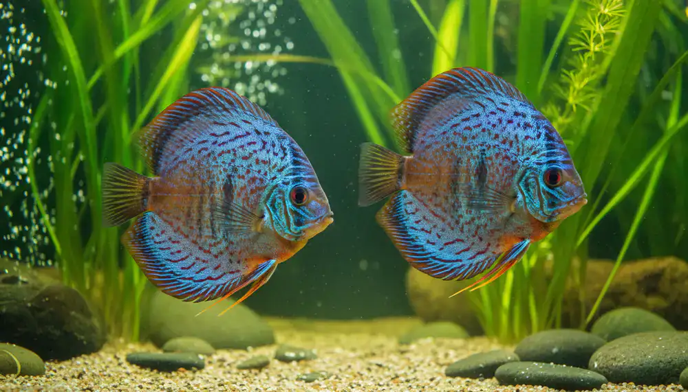 A large glowing aquarium filled with vibrant ornamental fish