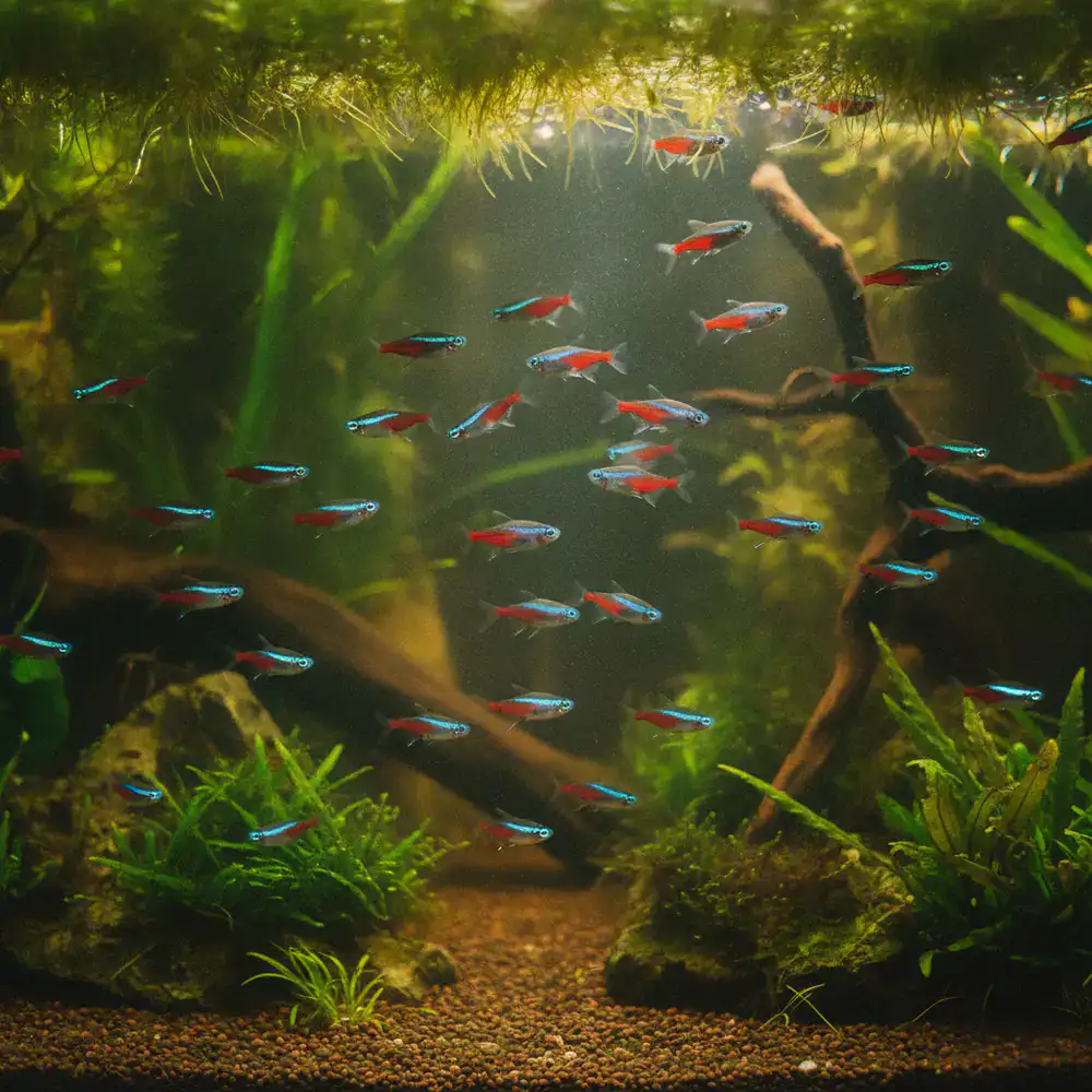 School of Cardinal Tetras