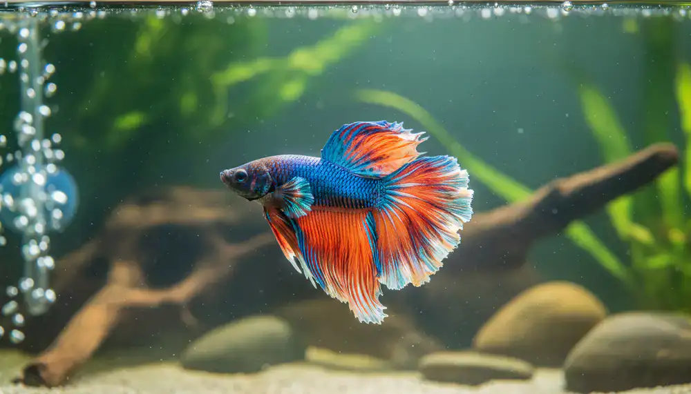 Betta Splendens